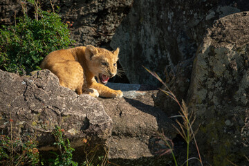 Fototapeta na wymiar Lion cub lies snarling on sunlit rocks