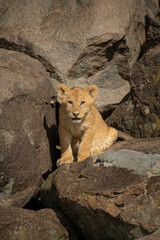 Lion cub sits among rocks in sun