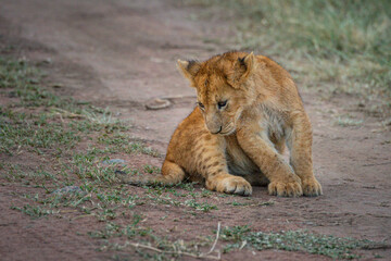 Lion cub sits looking down at track