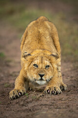 Lion cub stretches on track eyeing camera