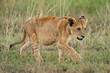 Lion cub walks on grass lowering head