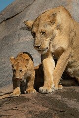 Fototapeta na wymiar Lion cub walks down rock with mother