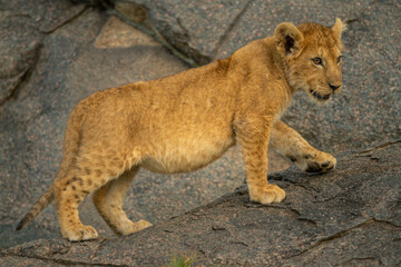 Lion cub walks up rock looking right