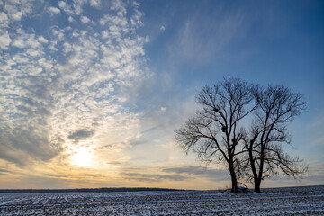 Alone frozen tree pair on winter field with sun from the clouds. Windy weather and climate change concept.