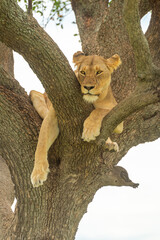 Lioness lies in forked branch looking down