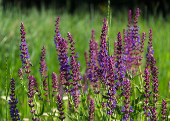 Obraz premium small blue delicate flowers in green foliage