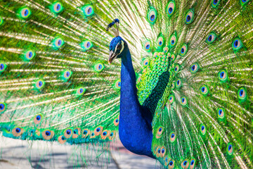 Pavo Real