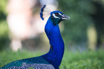 Pavo Real