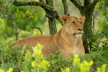 Lioness lies under tree in dense undergrowth