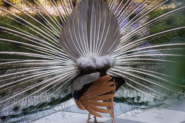 Pavo Real