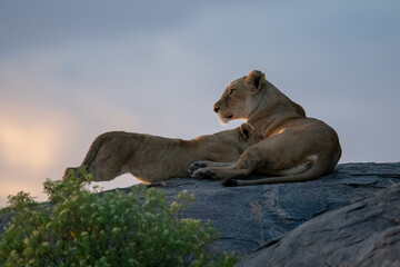 Lioness nursing cub on rock at dusk