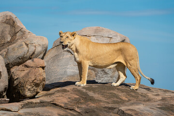 Fototapeta na wymiar Lioness stands on rock with open mouth