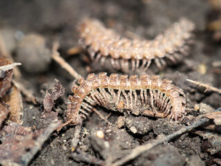Eine Macro Aufnahme eines Tausenfüßlers, oder Hundertfüßlers, Insekt