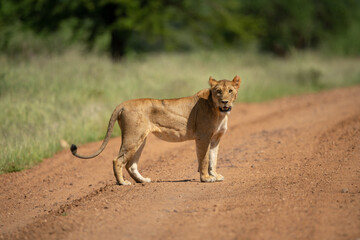 Lioness stands on track turning to camera