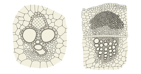 Plant vascular bundle comparison on monocot (left) and dicot (right) - obrazy, fototapety, plakaty