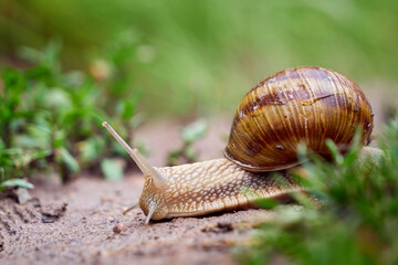Snail crawling on soil after rain