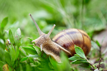 Snail crawling on grass after rain	