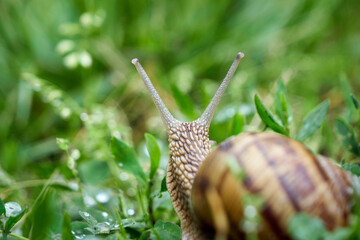 Snail crawling on grass after rain	