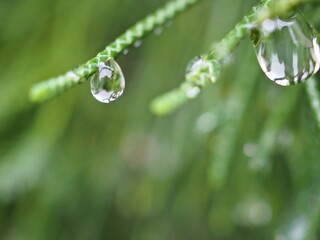 Closeup water drops on green leaf with blurred background ,macro image ,dew on nature leaves , droplets in forest ,yellow flower with drops of water, soft focus for card design