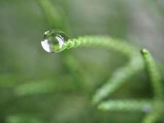 Closeup water drops on green leaf with blurred background ,macro image ,dew on nature leaves , droplets in forest ,yellow flower with drops of water, soft focus for card design