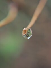 Closeup water drops on green leaf with blurred background ,macro image ,dew on nature leaves , droplets in forest ,yellow flower with drops of water, soft focus for card design