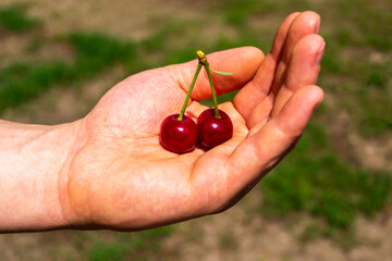 A pair of red juicy cherries in a hand