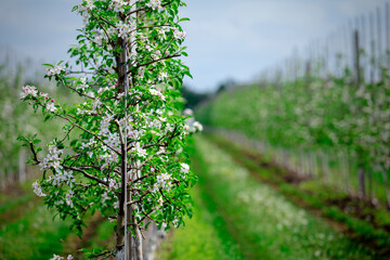 Spring flowering garden. Fruits rows of apples trees, grow on rural field