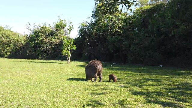 A capybara and her baby are grazing grass in the Esteros del Ibera Park in Argentina.