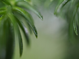 Closeup green leaf of plant with blurred background ,soft focus, macro image, pine leaves frame in nature for card design