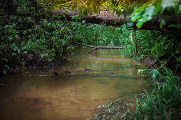 Panorama of a dense forest and stream. A small river flows through a dense forest.