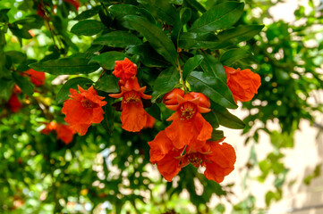 Pomegranate tree branch with blooming red flowers and small unripe fruits on sunny day. Punica Granatum cultivation. Organic gardening and agriculture