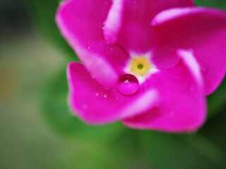 Fototapeta premium Closeup macro water drops on petals of pink periwinkle madagascar flower in garden with green blurred background, sweet color ,soft focus for card design