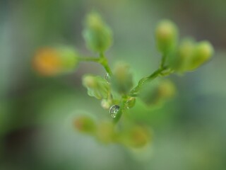 Closeup water drops on leaf plants ,dew on green grass, droplets on nature leaves with blurred background , macro image , soft focus for card design