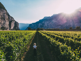 Aerial view of traveler woman in hat stands on large vineyard plantation under beautiful sunset...