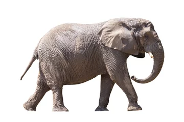 Türaufkleber African elephant isolated on white © Patryk Kosmider