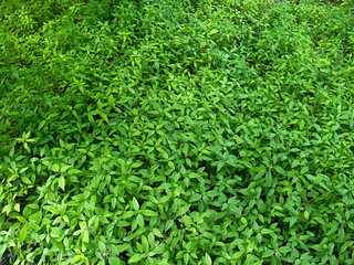 high density of green leaf tropical plant field for texture background