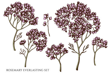 Obraz premium Vector set of hand drawn colored rosemary everlasting
