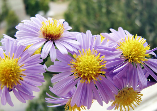 Small purple asters closeup (Aster amellus), Italian aster