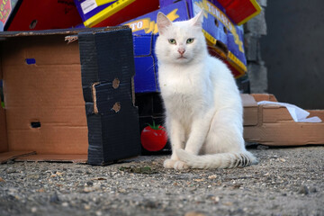 a white cat sitting near a wasteland with a lot garbage and pollution - Powered by Adobe