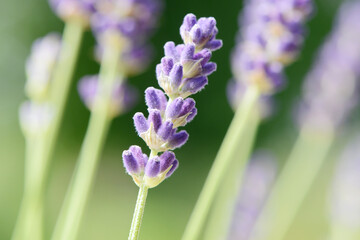 fragrant flower lavender flowering in the garden in summer