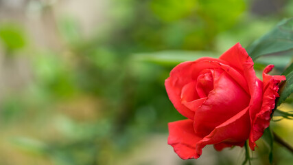 Red rose in garden