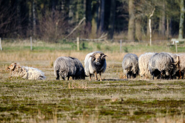 Obraz na płótnie Canvas Herd of Drents heather sheep in winter coat with long curved horns on the Meindersveen heath. Cold sunny day. Drenthe, Meindersveen, the Nertherlands.
