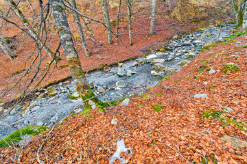 Petrechema River, Beech  Forest of Gamueta, Linza Valley, Valles Occidentales Natural Park, Jacetania, Pyrenees, Huesca, Aragón, Spain, Europe