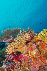 Coral Reef, Reef Building Coral, South Ari Atoll, Maldives, Indian Ocean, Asia