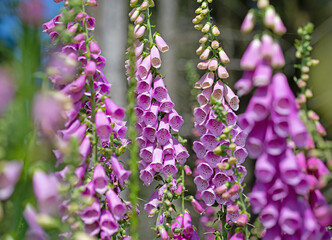 Blühender Roter Fingerhut,Digitalis purpurea, im Wald