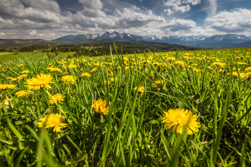 Fototapeta premium Spring in the Tatra Mountains. Green fields against the backdrop of snowy peaks. Landscape photo from Lesser Poland.