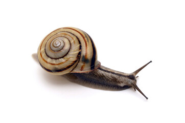 ミスジマイマイ　白バック