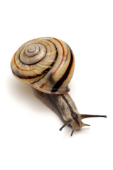 カタツムリ　白バック