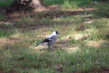 bird in nature