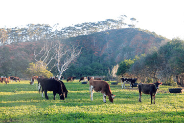 A hard of diary cows graze peasefully